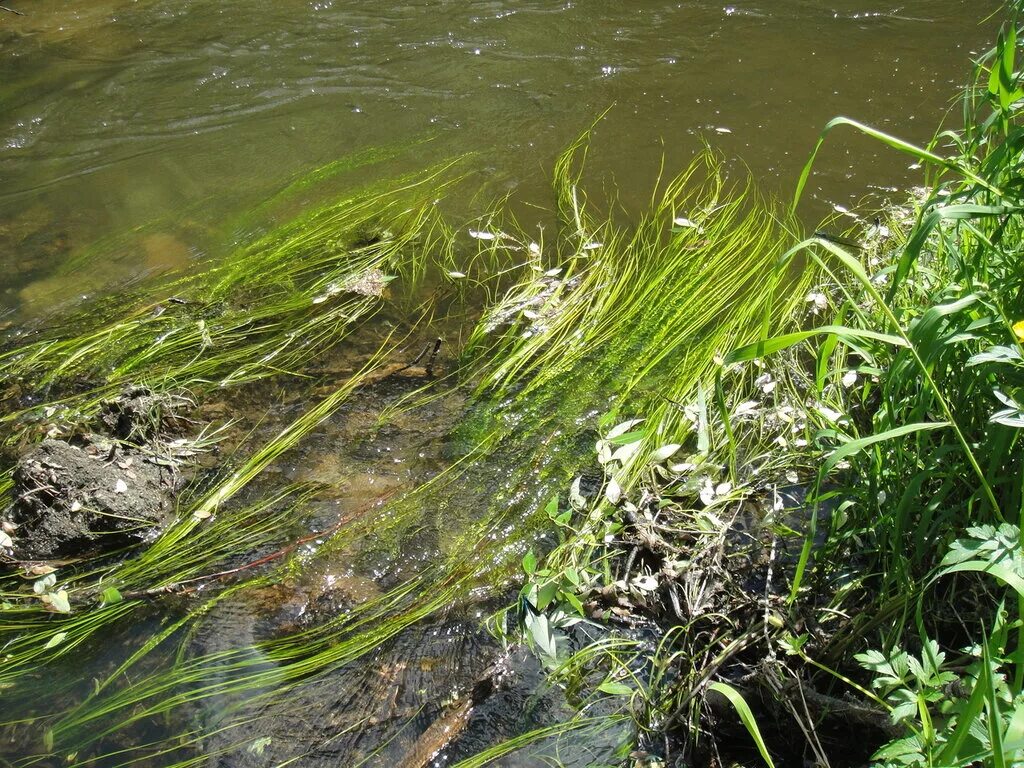 Синезеленые водоросли Волга. Водоросли в пруду. Речная трава. Трава у реки.