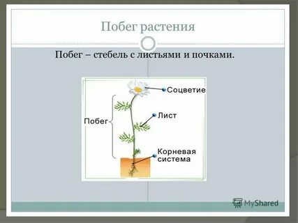 Роль побега в жизни растений