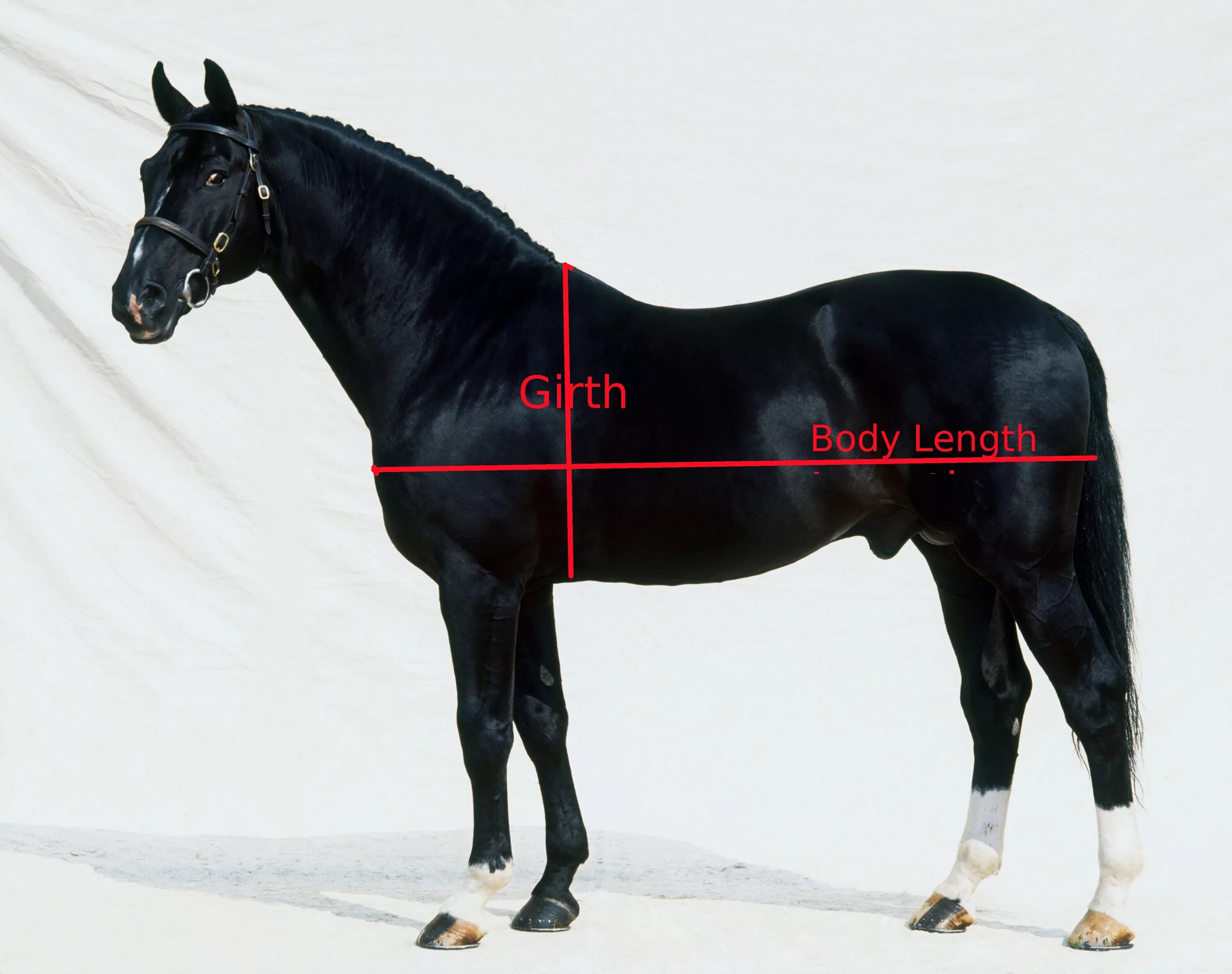 Вес лошади. Рост лошади. Промеры лошади. Лошади среднего роста.
