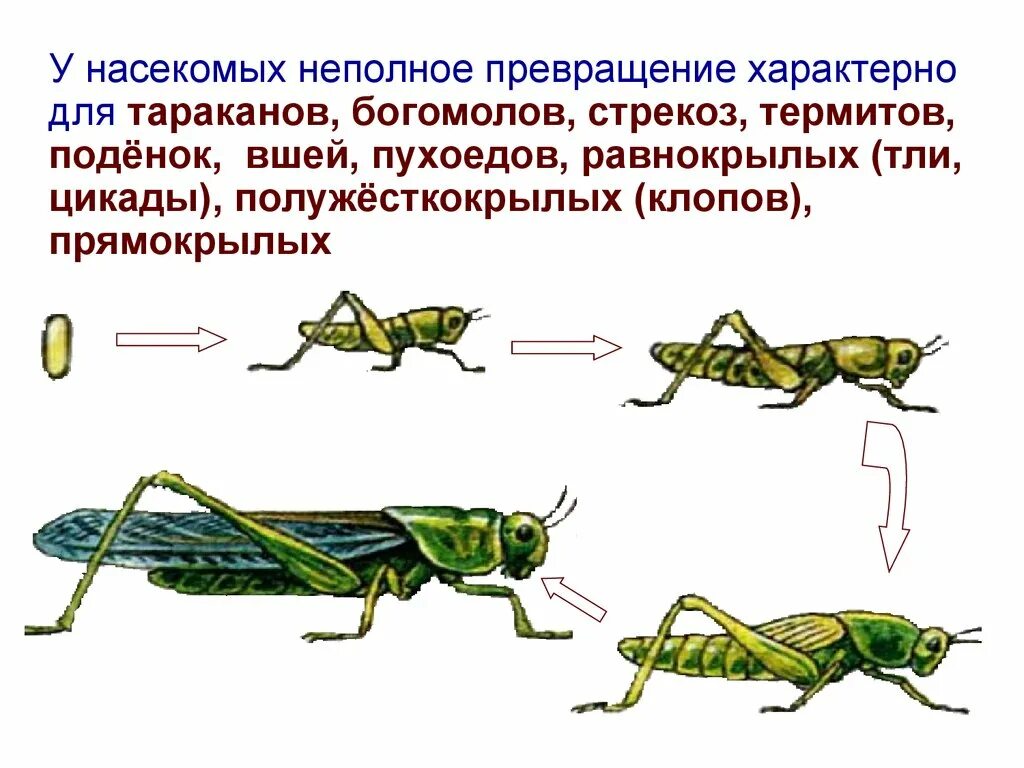 Какой тип развития характерен для кузнечика. Цикл развития насекомых с неполным превращением. Для каких насекомых характерно развитие с неполным превращением?. Развитие с неполным превращением у насекомых примеры. Развитие с неполным превращением Прямокрылые.