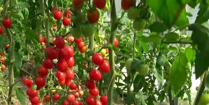 Томат черри элизабет. Черри элизабет f1. Томат черри элизабет f1 партнер. Томат требус f1. Томат элизабет f1.