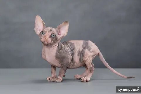 Котенок сфинкс спб