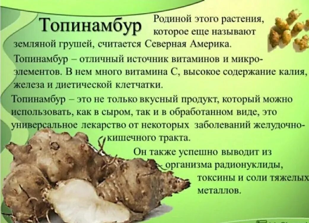 Топинамбур для чего. Топинамбур характеристика растения. земляная груша топинамбур полезные. лечебные свойства топинамбура земляной груши. чем полезен топинамбур.