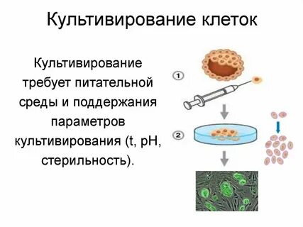 Метод культивирования клеток