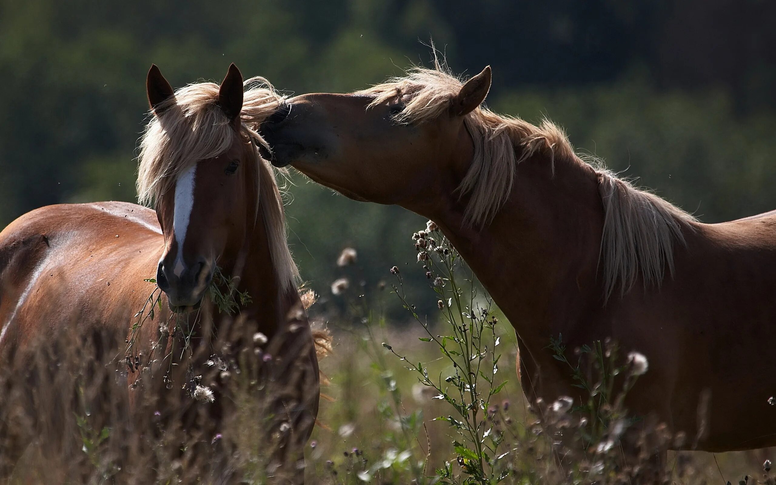 Two horse. Обои лошади. Пара лошадей. Красивые лошади. Красивые лошади на природе.