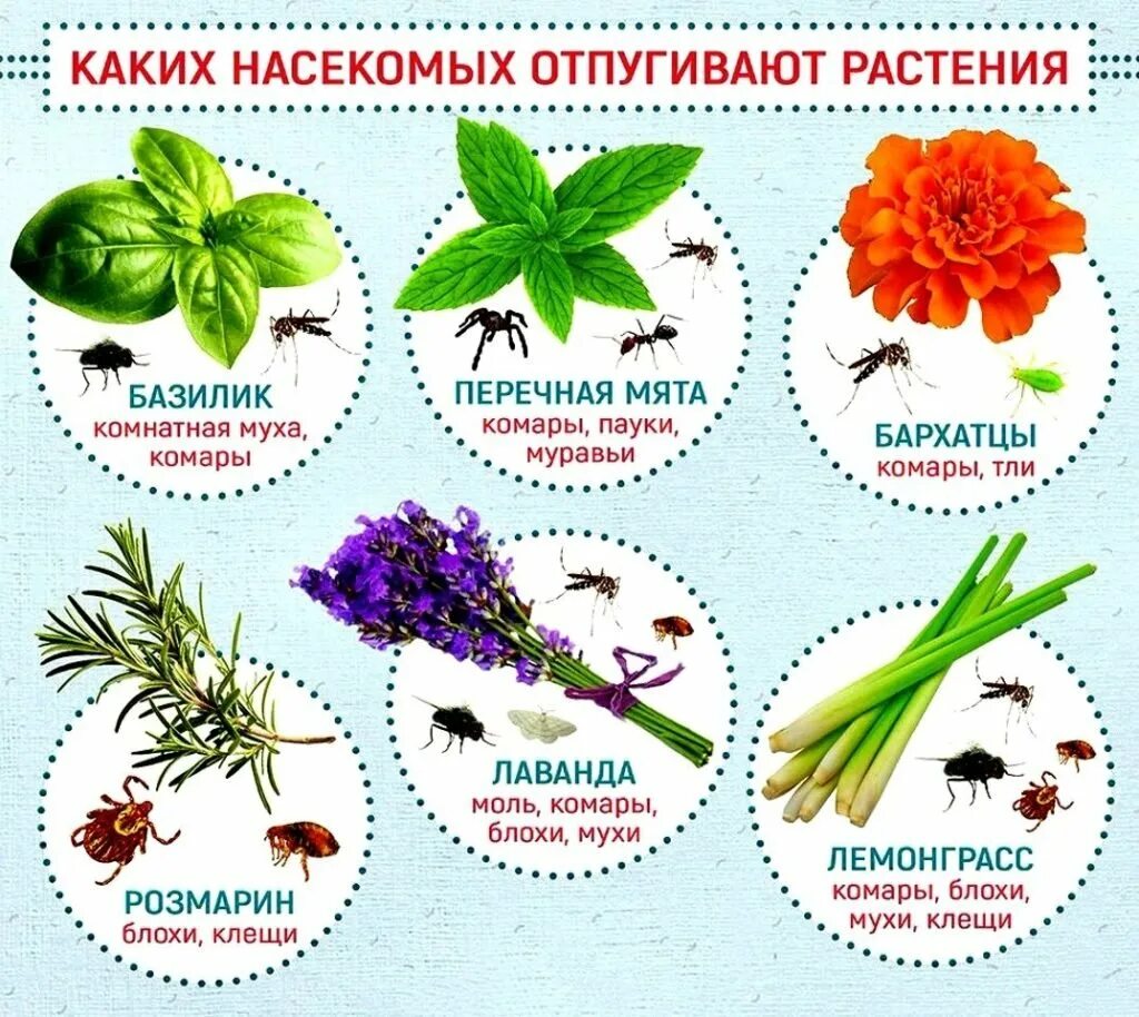 Самые нужные растения. Растения репелленты. Цветы которые отпугивают насекомых. Растения которые отпугивают комаров. Растения которые отпугивают москитов.