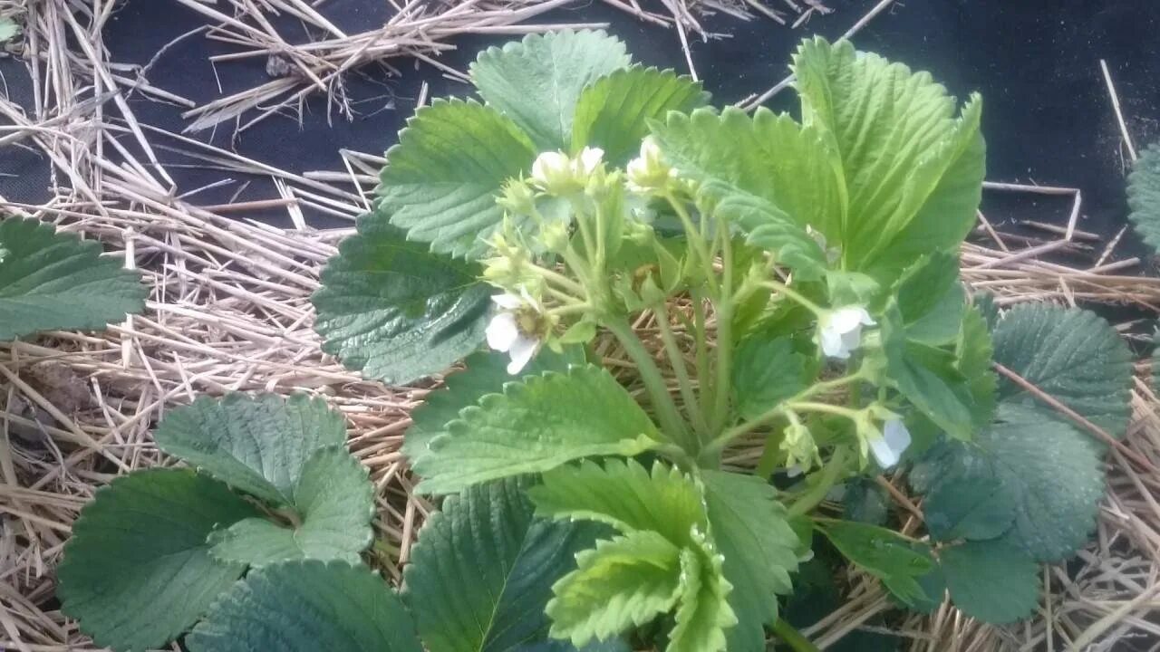 Кустик земляники. Клубника цветет и плодоносит. Клубника после цветения. Сорная земляника. Клубника цветет и плодоносит.