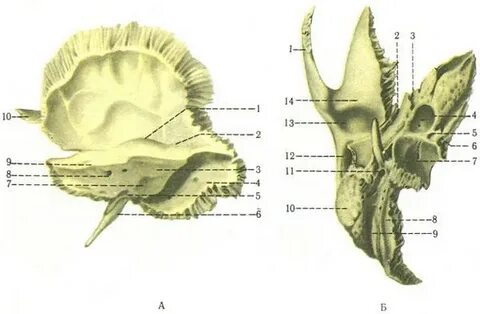 Апертура водопровода преддверия