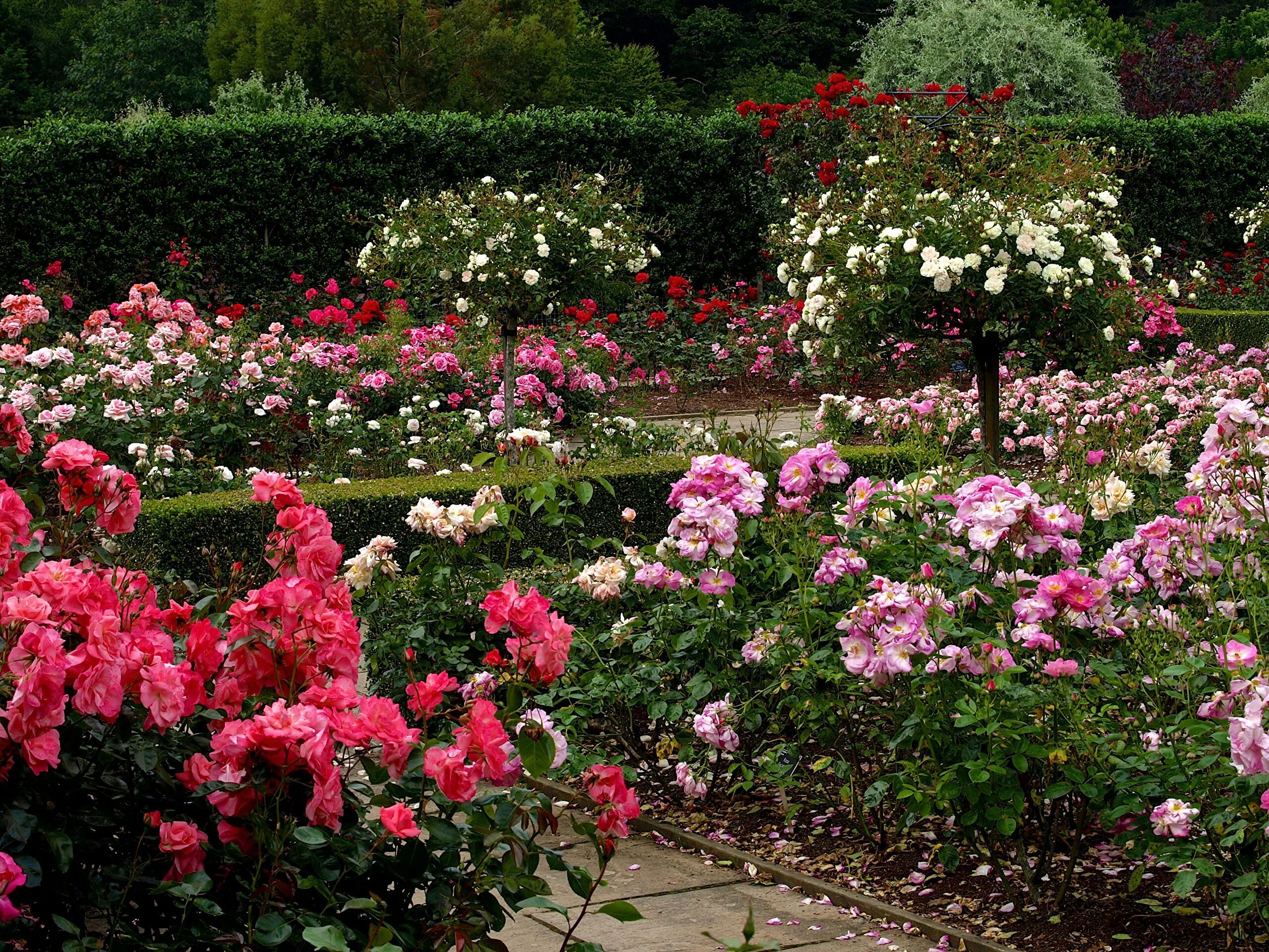 Rose Garden. Розарий.. Розарий Багатель. Твой сад розы