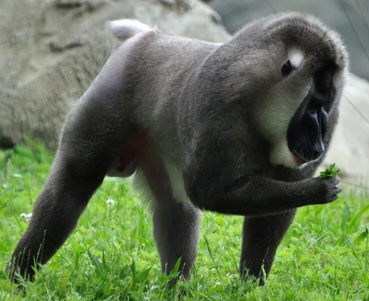 Drill monkey. Мандрил дрилл. mandrillus leucophaeus. мартышкин дрилл. дрилы обезьяны.