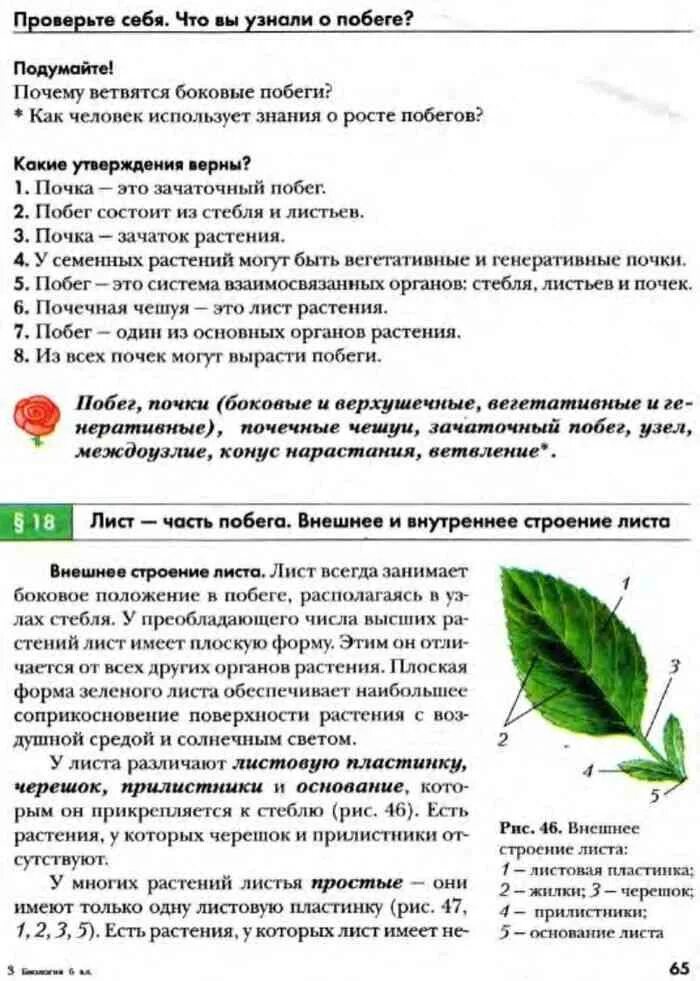 Учебник по биологии 6 класс Пономарева. Биология. 6 Класс. Учебник. Биология 6 класс Пономарева читать. Биология 6 класс читать. Побег состоящий из листьев почек называют