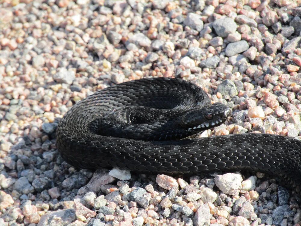 Гадюка Никольского (Vipera nikolskii). Обыкновенная гадюка меланист. Шахматная гадюка Кавказская.