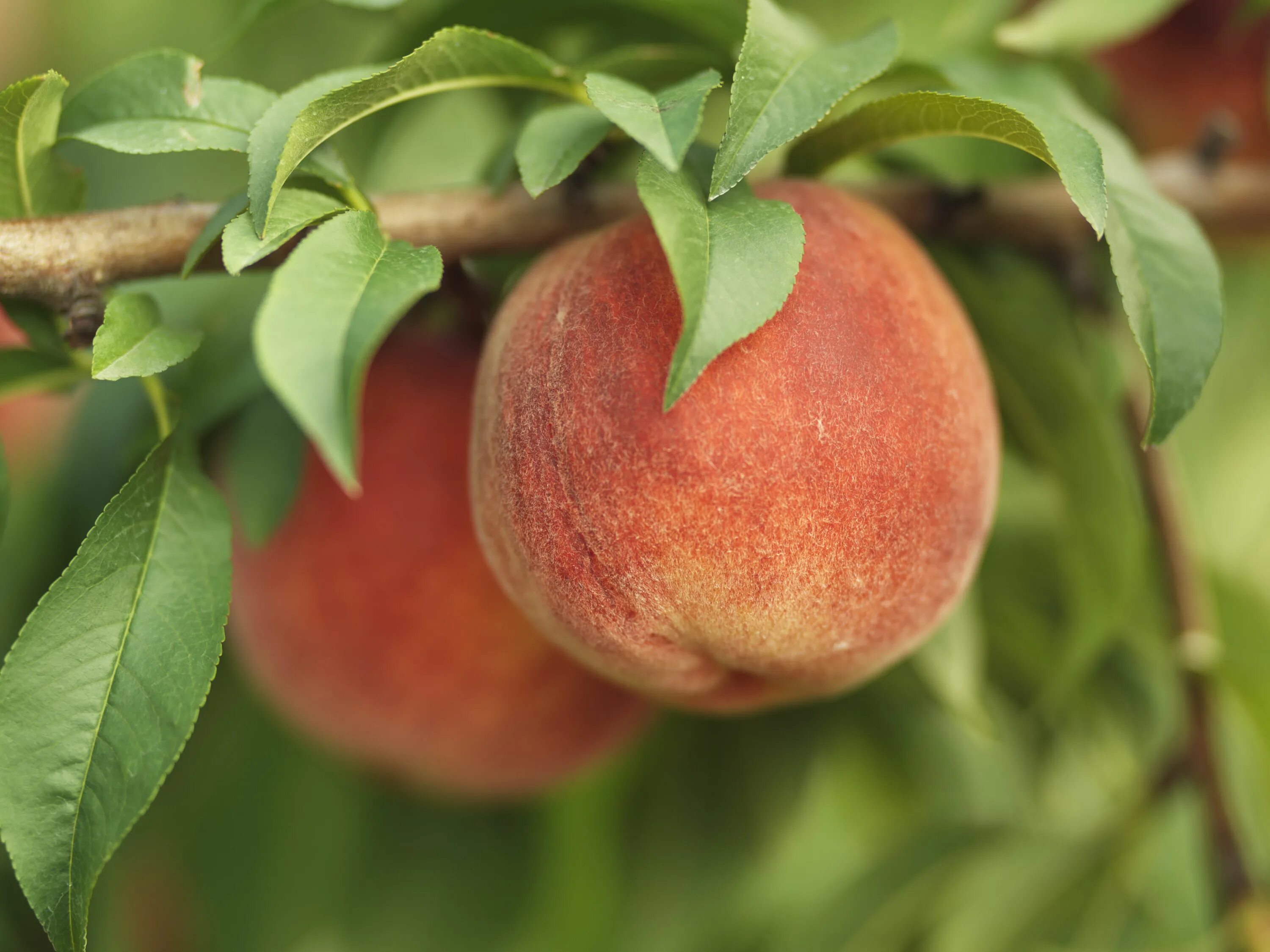 Peach tree