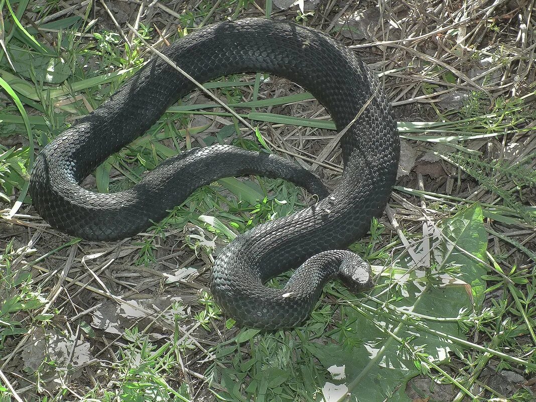 Змеи сибири. Гадюка Никольского (Vipera nikolskii). Гадюка меланист. Змея гадюка Сибирская. Гадюка обыкновенная Сибирская.