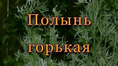 Полынь трава песня