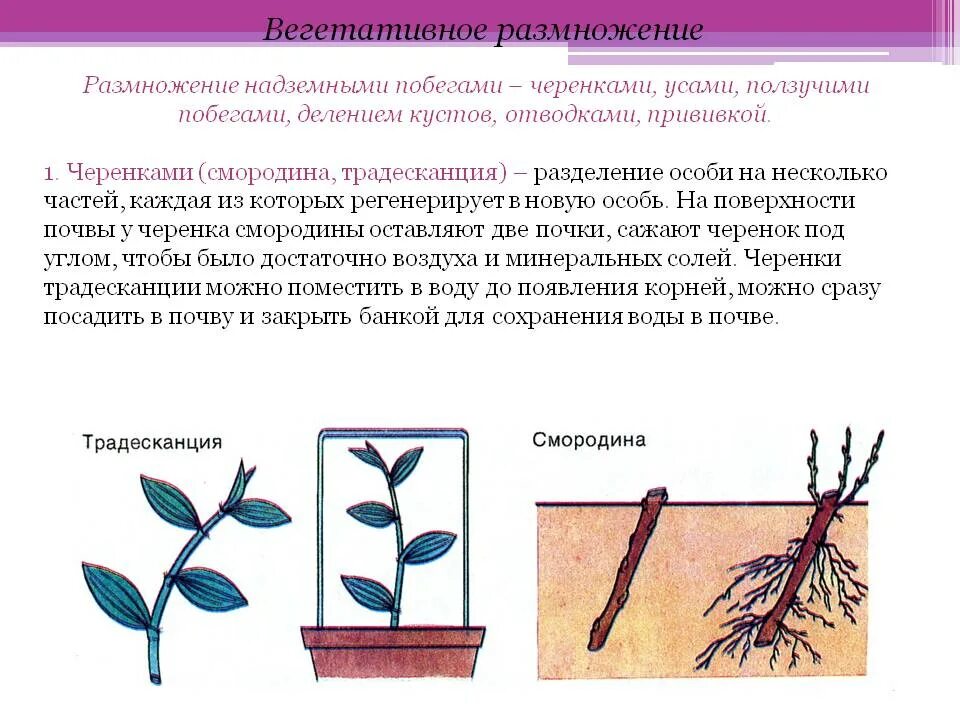 Правила черенкования растений. Вегетативное размножение корневыми отростками. вегетативное размножение растений стеблевыми черенками. вегетативное размножение побеговыми черенками. вегетативное размножение комнатных растений стеблевыми черенками.