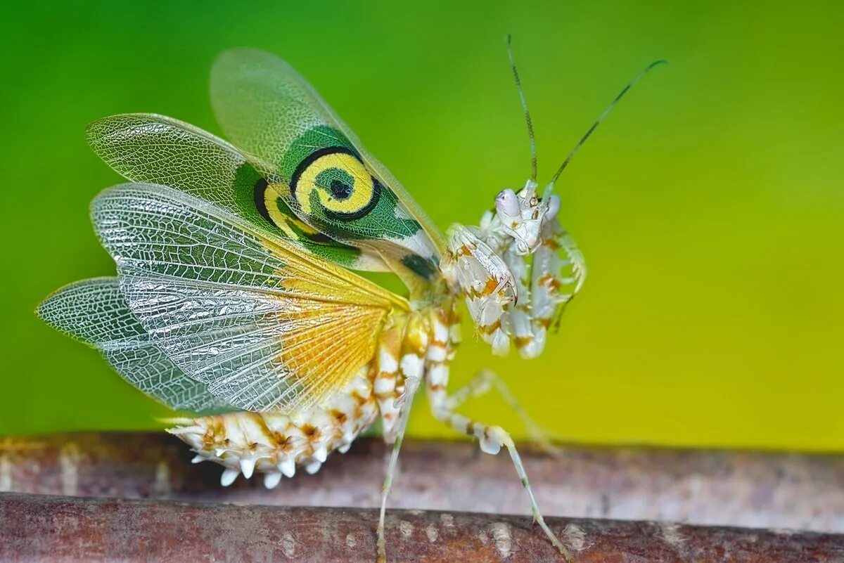 Богомол бабочка