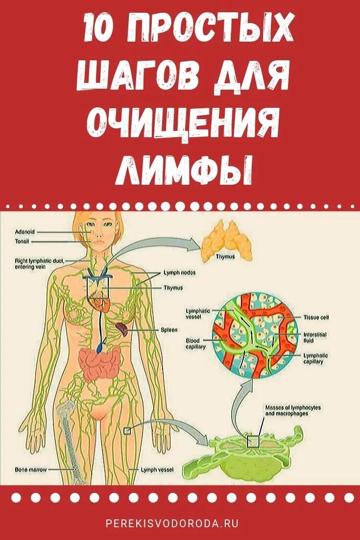 Как организм человека очищается. Чистка лимфатической системы организма. Очищение организма лимфатической системы. Препараты для очистки лимфосистемы. Очищение лимфатической системы организма человека.