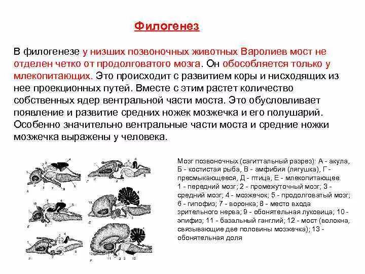 Филогенез головного мозга у позвоночных животных. Формирование мозга в филогенезе. Филогенез головного мозга млекопитающих. Стадии формирования головного мозга филогенез.