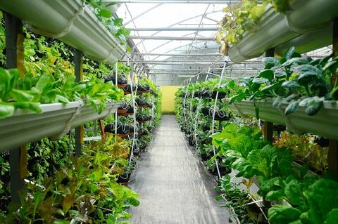 Used growing