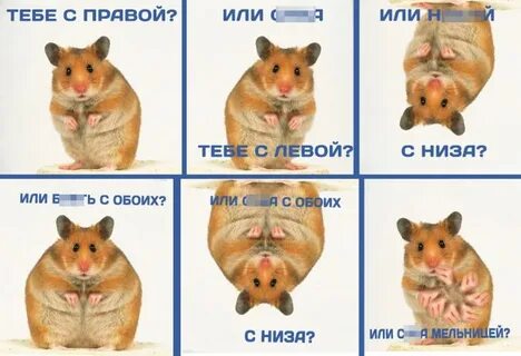 Хомяк вышли карты