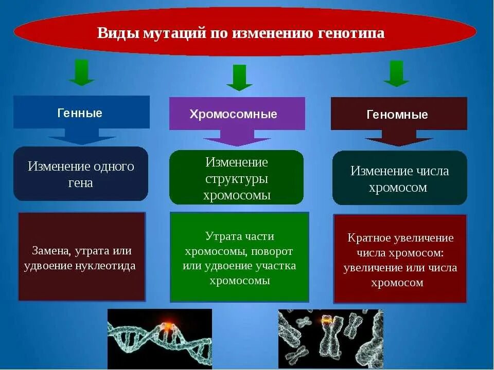 Варианты мутации. Типы генных мутаций. генные хромосомные и геномные мутации. генные хромосомные и геномные мутации примеры. генные геномные хромосомные мутации таблица.