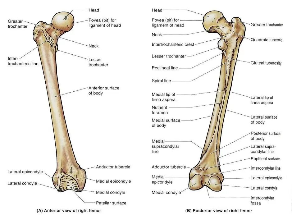 Femur строение. Вертел бедренной кости анатомия. Малый вертел бедренной кости. Строение бедренной кости анатомия.