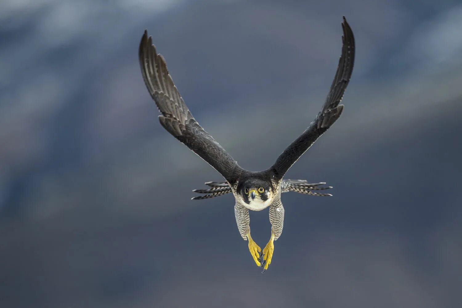 Сапсан Falco peregrinus. Сокол Сапсан пикирование. Сокол Сапсан пикирует. Сокол Сапсан в полете. Fastest bird