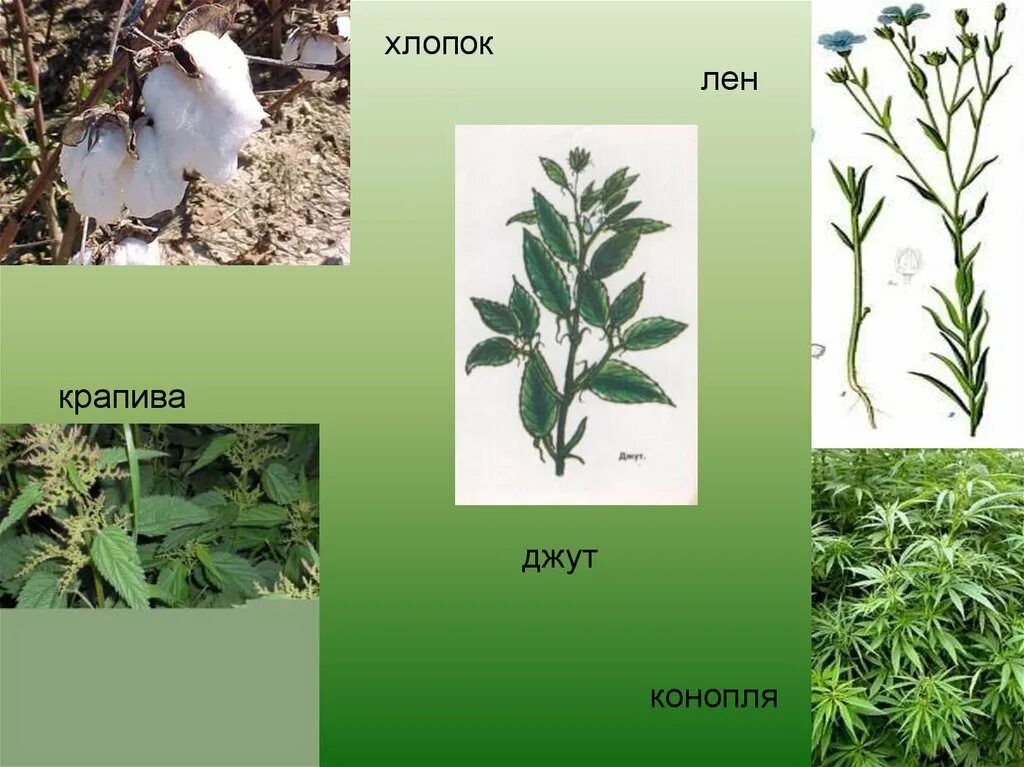 Растение для производства ткани. Прядильные растения конопля. Лен конопля хлопчатник. Конопля Прядильная. Волокна льна конопли крапивы.