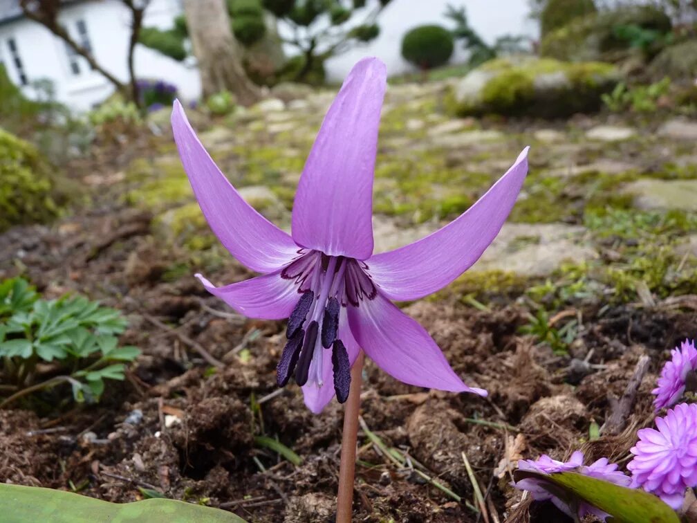 Эритрониум. Erythronium japonicum. Эритрониум (Кандык) пагода. Erythronium japonicum Bulb. Эритрониум Pagoda "пагода".