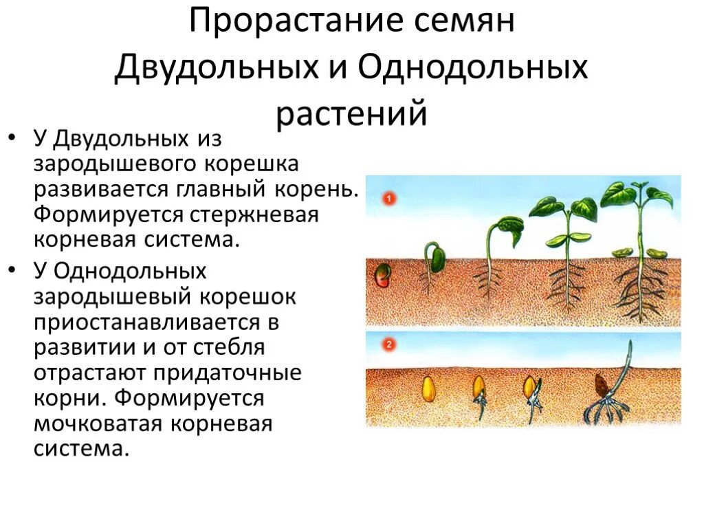 Прорастание семени двудольного растения. Прорастание семян однодольных растений. Характеристики корня однодольного. Фаза развития однодольного растения из семени.