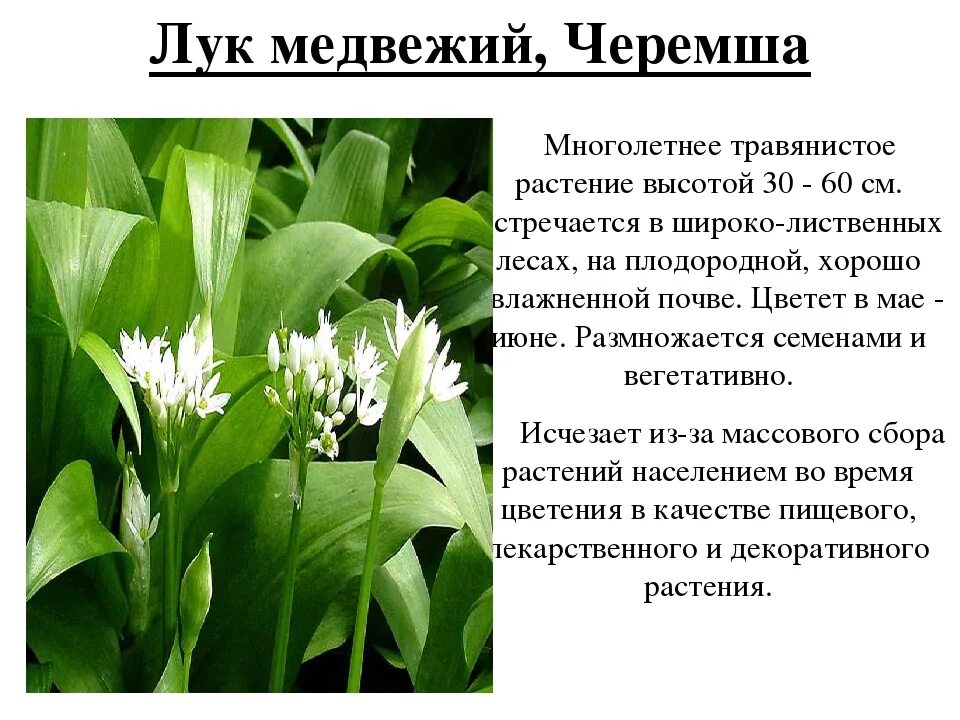 Сохранение исчезающих видов растений