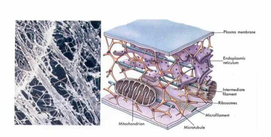 Клетки печени мыши. Амитоз в клетках мочевого пузыря мыши под микроскопом подписи. Амитоз в клетках эпителия мочевого пузыря. Препарат амитоз в клетках мочевого пузыря мыши.