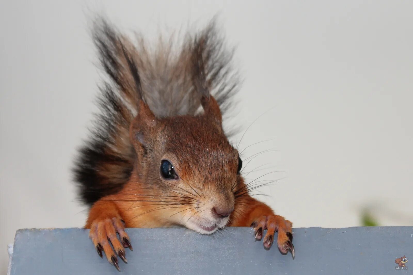 дик ван дуйн суслик. белка лапы. когти белки. белка лапы. белка машет лапкой.