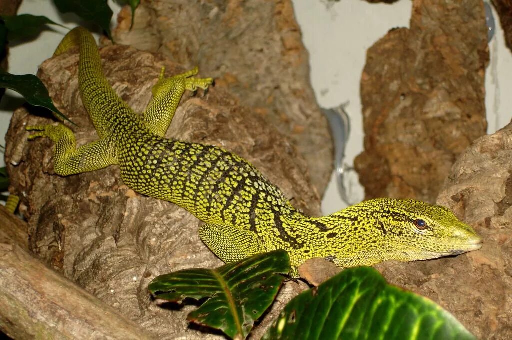 Varanus reisingeri. Желтый древесный Варан. Капский Варан. Ящерица Варан Капский.