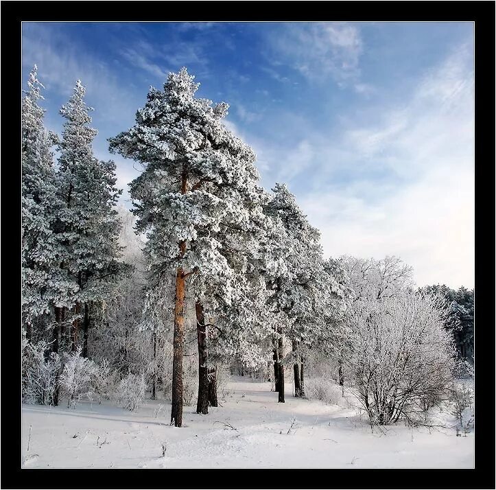 сосна кедровая зимой. сосна снежная. сосна снежная. сосны в снегу. сосна снежная.