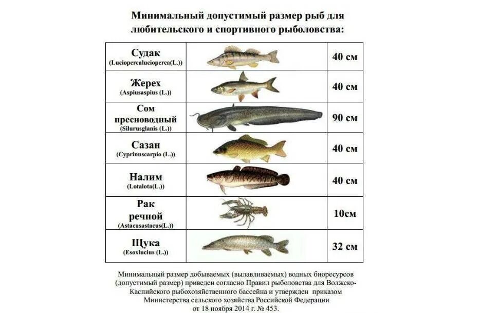 Продолжительность жизни рыбок. Минимальный размер рыбы разрешенный к вылову. Размеры рыб для ловли. Размеры рыб для вылова. Размер вылавливаемой рыбы.