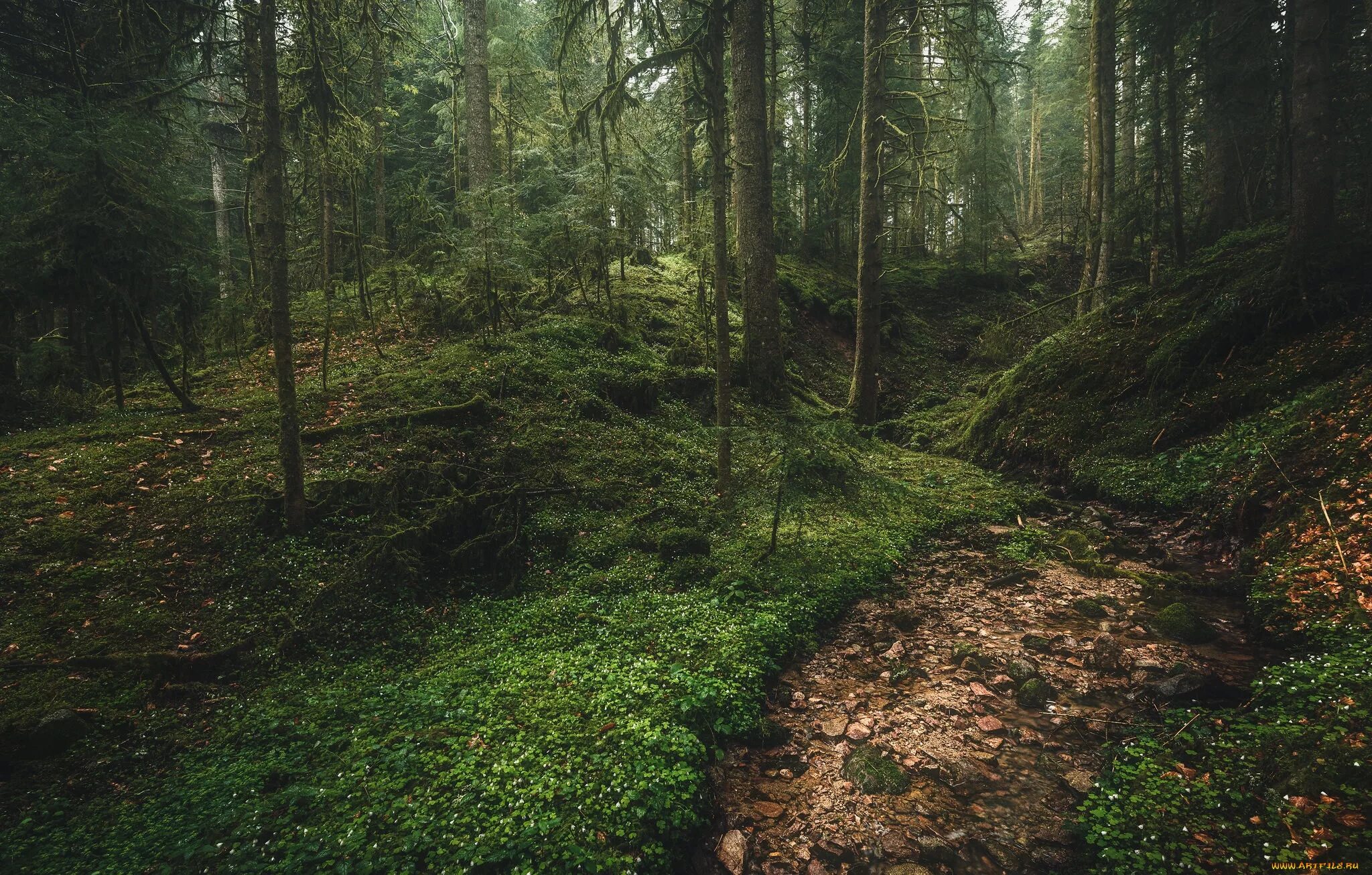 Как выглядит чаща в лесу. Лесная чаща предложения. Дремучий лес. Примеры растений чистые заросли. Маршак лес стих.