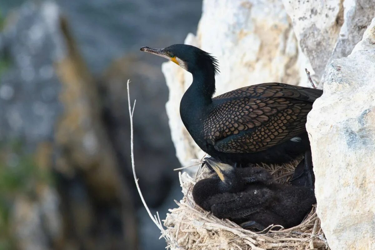 Большой Баклан Phalacrocorax Carbo. Нырок Черноморский Баклан. Большой Баклан Байкал. Черный Баклан на Байкале.