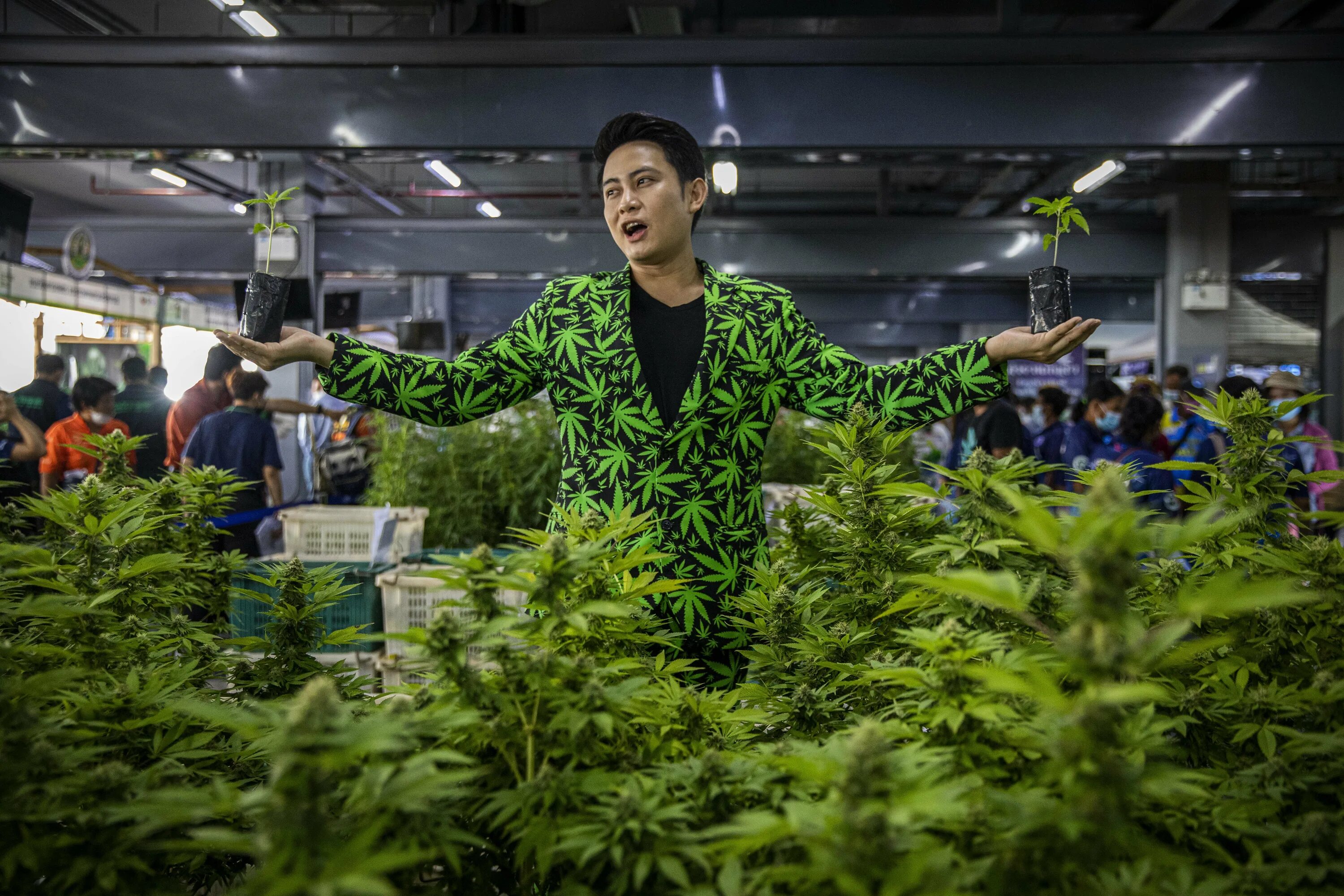 Cannabis Тайланд. Лигалайз марихуаны в Таиланде. Каном Тайланд. Тайланд травка.