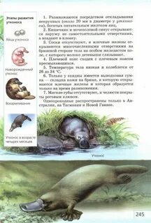 Как размножается утконос