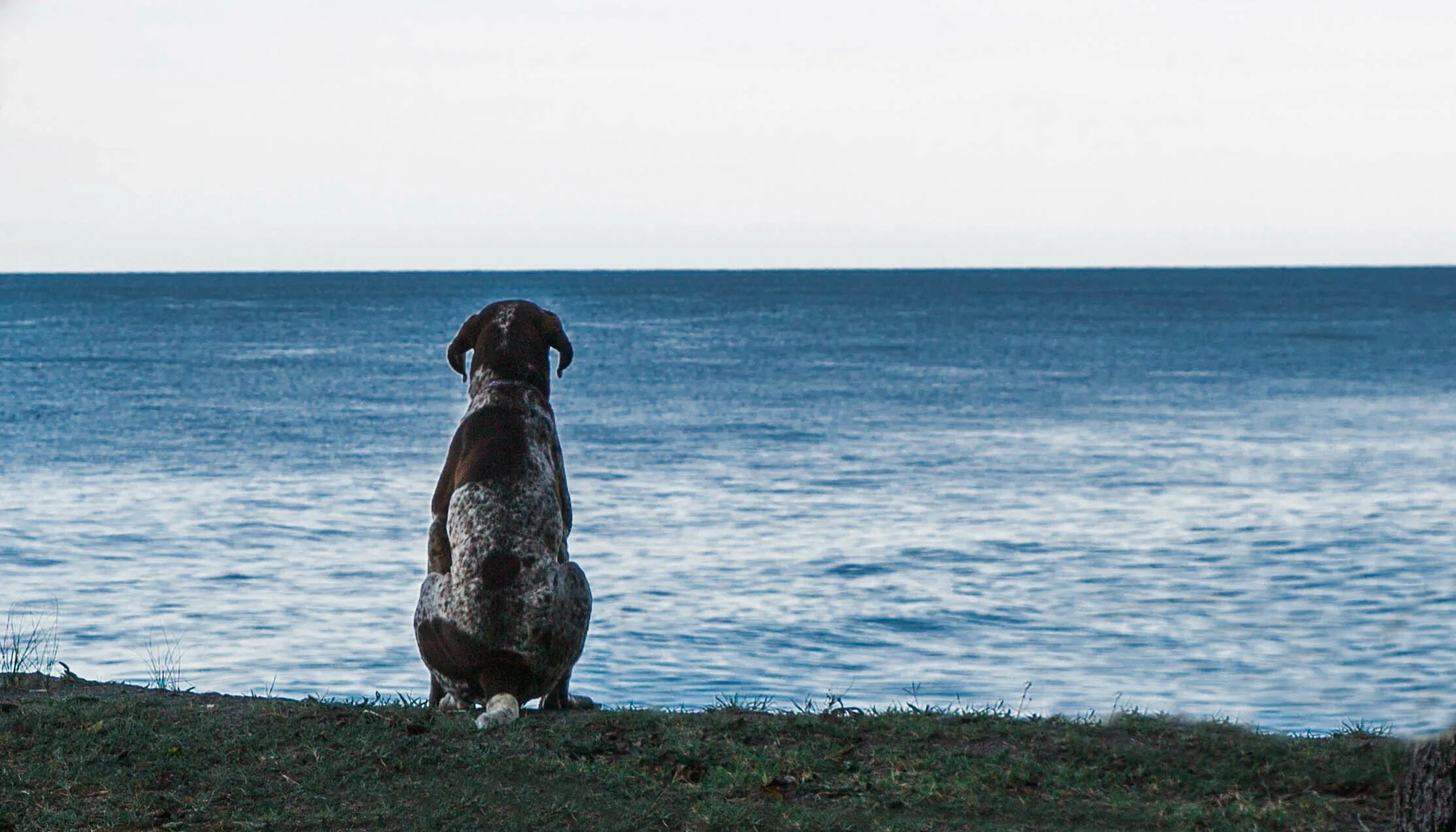 Волчище серый хвостище 1983. Кот в ванне. Чем больше я покушаю, тем больше. Кот в тазике. Волчище серый хвостище 1983.