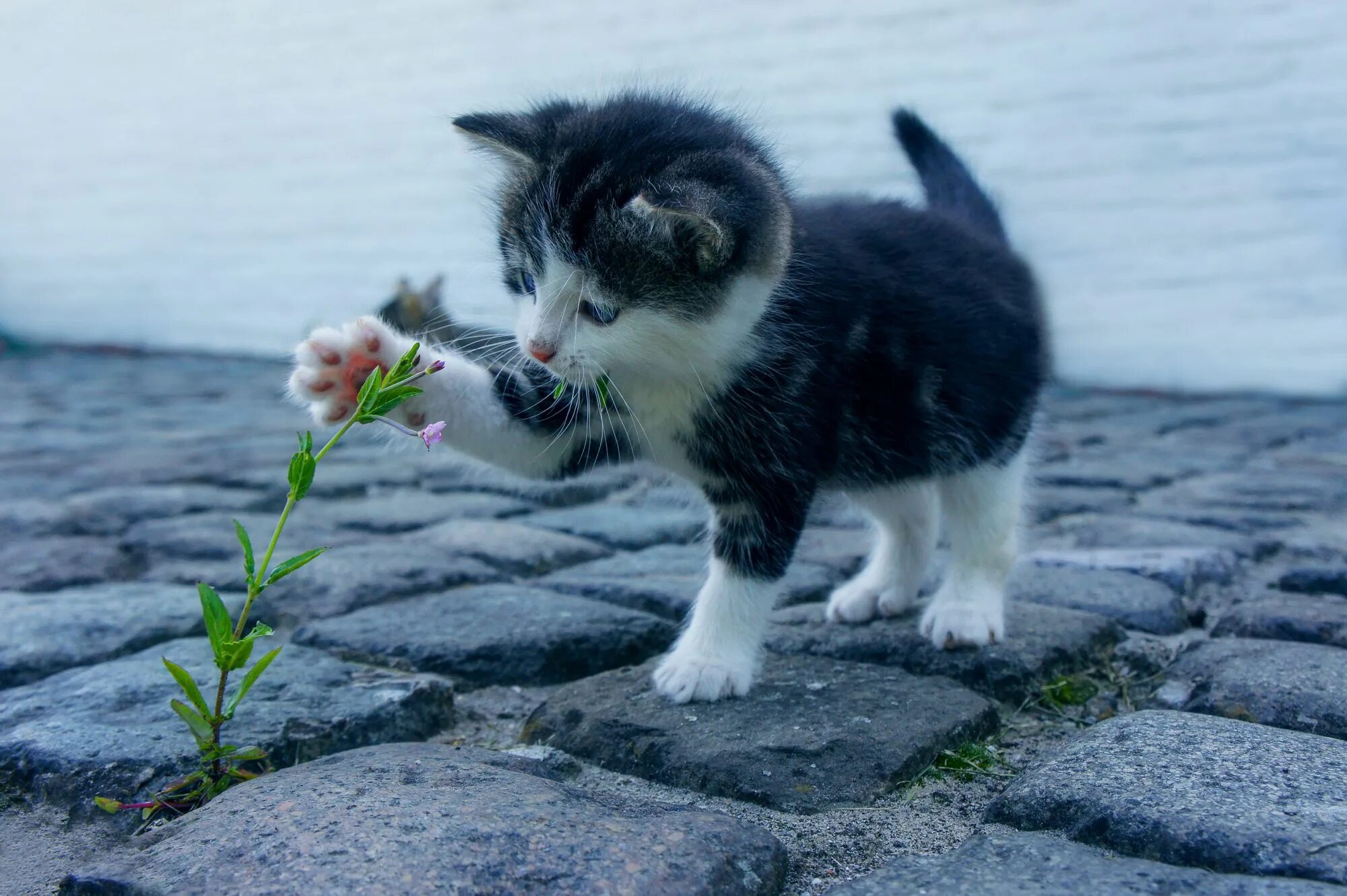 Рядом со мной кот. Ёввойи мушук. котенок. маленький котенок. котенок с цветочком.