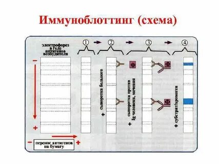 Иммуноблотинг это