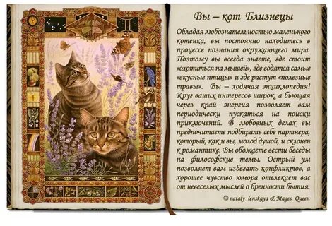 Кот мужчина кот женщина совместимость