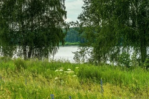 Березовая роща на берегу реки