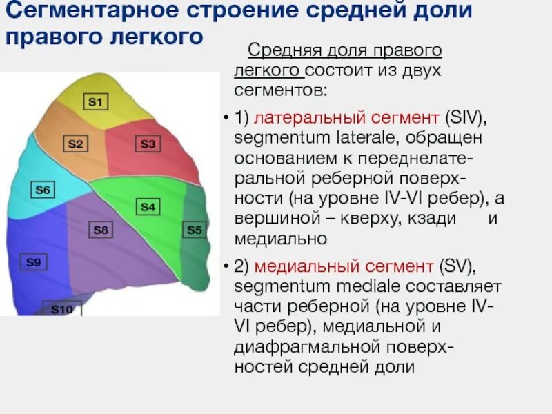 Сколько сегментов в билете в будущее. Сегменты средней доли легких. Правое легкое состоит.