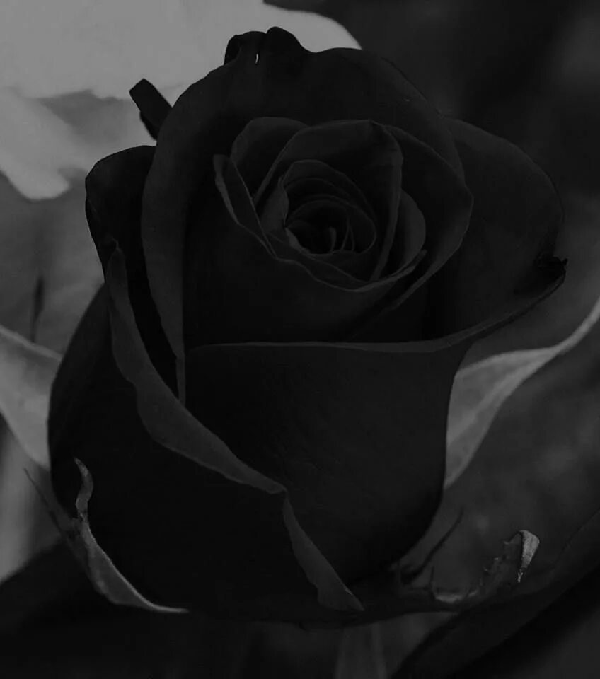 Черный подборка. Роза черного цвета. Красивые черные розы. Красивый черный цвет. Чёрная роза цветок.