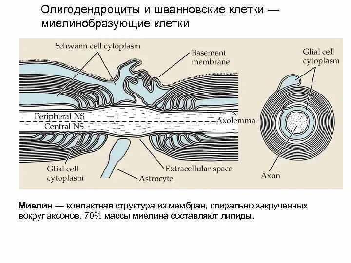 Миелиновая оболочка функции. Шванновские клетки и миелиновая оболочка. Шванновская клетка и олигодендроциты. Нейрон и шванновские клетки. Шванновские клетки строение.