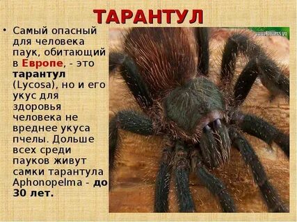 Тарантул описание